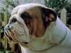 bulldog results