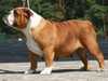 bulldog clubs