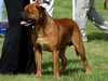 bullmastiff
