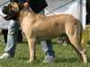 bullmastiff breeders