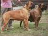 bullmastiff owners