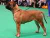 bullmastiff results