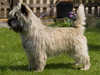 cairn terrier