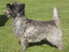 cairn-terrier breeders