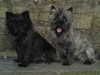 cairn-terrier owners