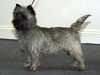 cairn-terrier stud-dogs