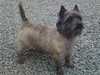 cairn-terrier puppies