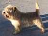 cairn-terrier results