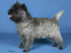 cairn-terrier clubs