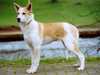 canaan dog