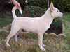 canaan-dog breeders