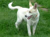 canaan-dog owners