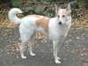 canaan-dog stud-dogs