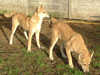 canaan-dog results