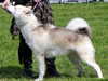 canadian eskimo dog