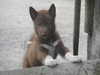 canadian-eskimo-dog breeders