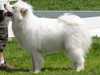 canadian-eskimo-dog stud-dogs
