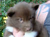 canadian-eskimo-dog puppies