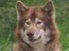 canadian-eskimo-dog clubs