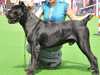 cane-corso clubs