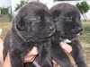 cao-de-castro-laboreiro stud-dogs