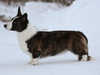 cardigan welsh corgi