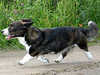 cardigan-welsh-corgi owners