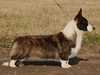 cardigan-welsh-corgi stud-dogs