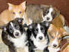 cardigan-welsh-corgi puppies