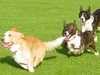cardigan-welsh-corgi results