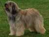 catalan sheepdog