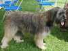 catalan-sheepdog breeders