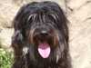 catalan-sheepdog owners