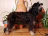 catalan-sheepdog stud-dogs