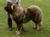 caucasian-shepherd-dog breeders