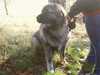 caucasian-shepherd-dog owners