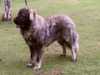 caucasian-shepherd-dog stud-dogs