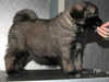 caucasian-shepherd-dog puppies