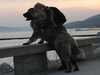 caucasian-shepherd-dog clubs