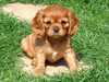 cavalier-king-charles-spaniel results