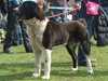 central asian shepherd dog