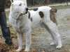 central-asian-shepherd-dog breeders