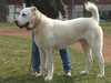 central-asian-shepherd-dog owners