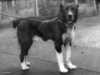 central-asian-shepherd-dog stud-dogs