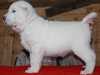 central-asian-shepherd-dog puppies