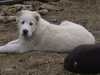central-asian-shepherd-dog clubs