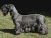 cesky terrier