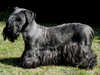 cesky-terrier breeders