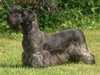 cesky-terrier stud-dogs