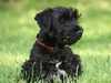 cesky-terrier puppies